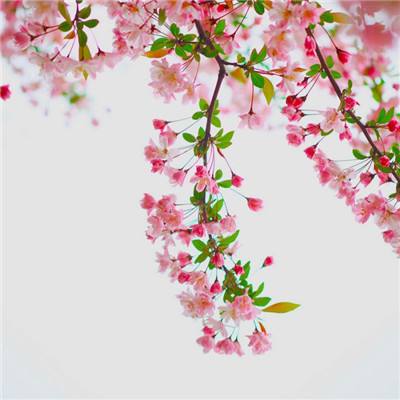 离玥传最新版下载